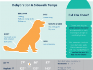 Protect your Pup in the Summer Heat