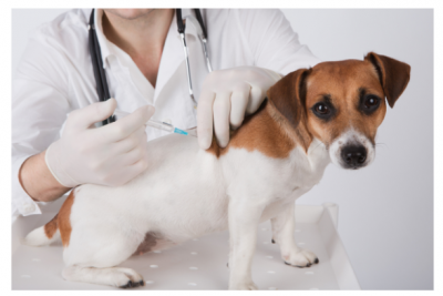 dogs being vaccinated 