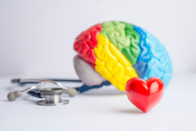 brain, heart, and stethoscope 
